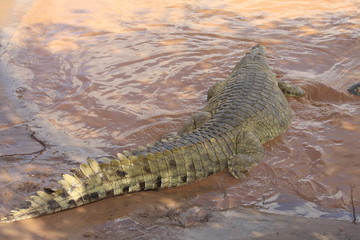 kenya coccodrilli tsavo est