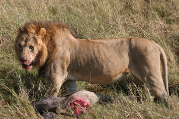 Male lion and prey animal in high grass