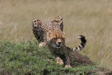 Cheetah stretching in the grass with sunlight