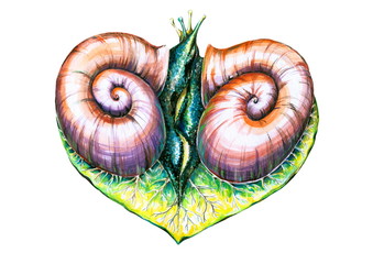 Heart with two snails watercolor painted.