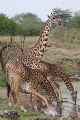 Naklejka na ściany i meble Three Giraffes drinking water in Serengeti National Park