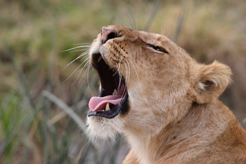 Yawning young lion in Kenya laying in the grass