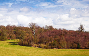 Forest and meadows with a beautiful cloudy sky