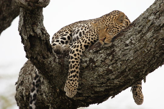 Fototapeta Leopard in the tree in Serengeti National Park