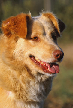 portrait d'un Aidi sous le soleil