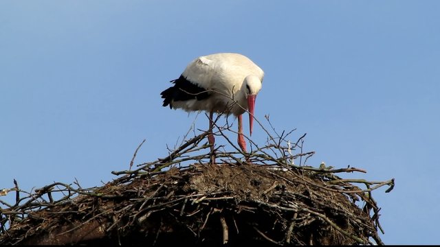 Storch auf dem Nest