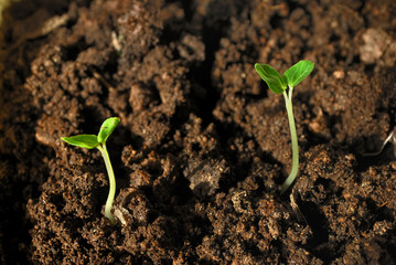 Sprouts