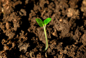 Sprouts