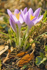 Zwei blaue Krokusse im Sonnenlicht