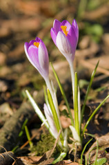 Fototapeta premium Zwei blaue Krokusse auf dem Waldboden