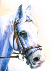 Fototapeta na wymiar Gray horse watercolor painted.