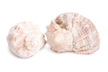 Seashell