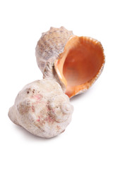 Seashell