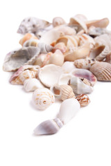 Seashell