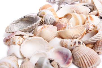 Seashell