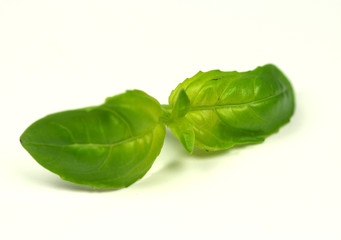 Basil leaves on white background