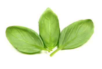 green basil leaves on white background