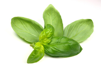 Basil leaves on white background
