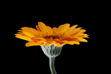 orange gerber daisy