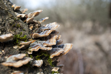 Polyporus mushroom tree on side of tree