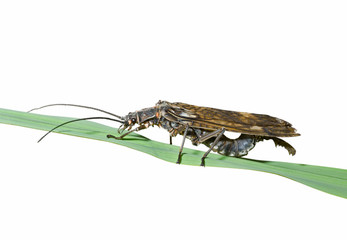 Insect (Plecoptera) 1