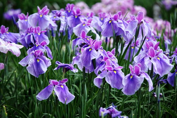 花菖蒲　(東京・北綾瀬・しょうぶ沼公園)