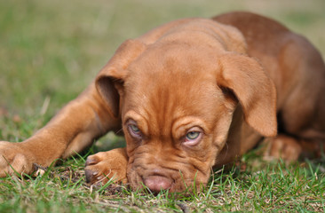 Bordeaux - Dogge Welpe
