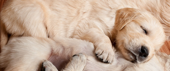 puppy-dog