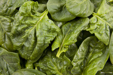 Fresh spinach