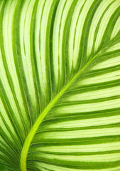 Beautiful green leaf background