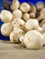 Agaricus bisporus