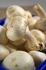 Agaricus bisporus