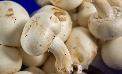 Agaricus bisporus