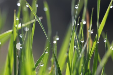 gouttes d'eau
