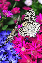 Paradise of Butterfly