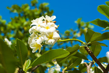 Öâåòóùàÿ ïëþìåðèÿ