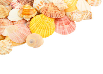 Many seashells on white background