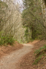 Path through Trees of Forest