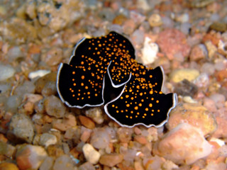 Gold dotted flatworm
