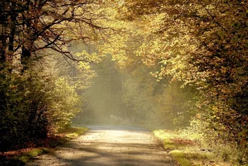 Muurstickers Country road through the autumn forest at sunset © Aniszewski