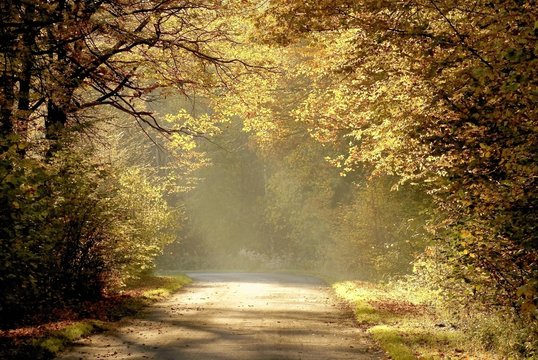 Fototapeta Country road through the autumn forest at sunset