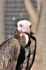 Mirada de buitre africano.