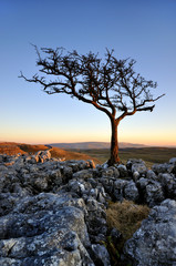 lone tree on limestone outcrop at sunset