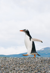 Fototapeta premium gentoo penguin