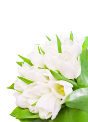 Bridal bouquet of white tulips