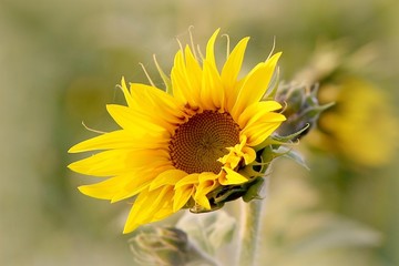 Sunflower in the field backlit by the light of the setting sun