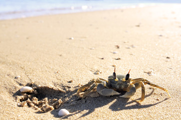 Crab on a beach