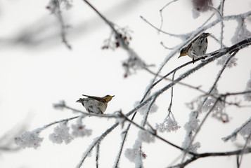 Two fieldfares