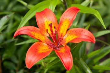 Red lily