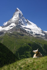 Matterhorn and a Cow
